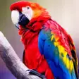 Icon of program: Parrots Wallpapers HD