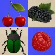 Icon of program: Berries and Bugs