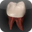 Icono de programa: Real Tooth Morphology