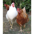 Icono de programa: INDIGENOUS KALRO CHICKEN