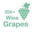 Icon of program: 200+ Wine Grapes