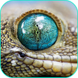 Icono de programa: Reptile Live Wallpaper