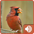 Icono de programa: Cardinal Bird Sounds