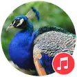 Icon of program: Peacock Sounds
