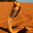 Icono de programa: Snakes of Southern Africa