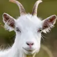 Icon of program: goat rampage simulator - …