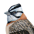 Icon of program: Aves argentinas
