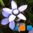Icono de programa: Explorer for Picasa
