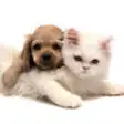 Icon of program: Cats And Dogs Collection