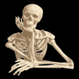 Icono de programa: Human Anatomy