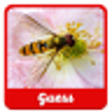 Icono de programa: Guess the insect
