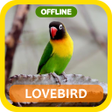 Icono de programa: masteran loveBird ngekek …