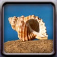 Icono de programa: Shells