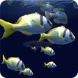 Icon of program: Fish Schooling VR