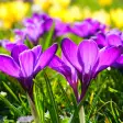 Icon of program: Beautiful Spring Flowers …