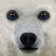 Icon of program: Ultimate Arctic Simulator