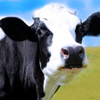 Icono de programa: Cow Wallpapers