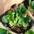 Gardening Tips - Ideas, Tips and Inspiration For Your Garden icon