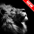 Icono de programa: Lion Wallpapers