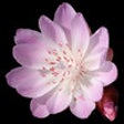 Icono de programa: Wyoming Wildflowers