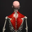 Icon of program: Muscle and Motion Anatomy