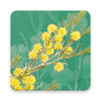 Icon of program: Wattle - Acacias of Austr…