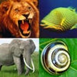 Icono de programa: Animals Encyclopedia (Fac…