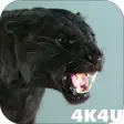 Icon of program: 4K Puma vs Cat Video Live…