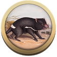 Icon of program: Field Guide to Tasmanian …