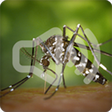 Icon of program: Mosquito Sounds Ringtone
