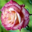 Icon of program: Bouquets and Blossoms Sli…