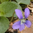 Icono de programa: Illinois Wildflowers