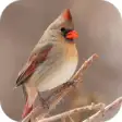 Icon of program: Northern Cardinal. Birds …