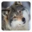 Icon of program: Wolves Live Wallpaper