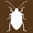 Icon of program: Midwest Stink Bug