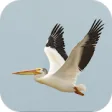 Icon of program: Pelican. Animals Wallpape…