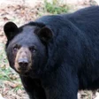 Icon of program: Black Bear Wallpaper