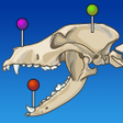 Icon of program: vet-Anatomy