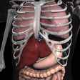 Icono de programa: Anatomy 3D: Organs