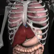 Icon of program: Anatomy 3D: Organs