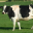 Icono de programa: Animal Sounds for Android