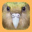 Icon of program: Birds of New Zealand