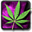 Icono de programa: Marijuana Live Wallpaper.