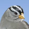 Icon of program: iBird Yard+ Guide to Bird…