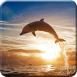 Icon of program: Dolphin Live Wallpaper PR…