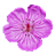 Icon of program: Flora of the Wasatch