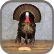 Icono de programa: Turkey Hunting Call