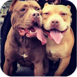 Icon of program: Pit Bull Wallpapers HD