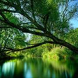 Icon of program: Free Nature Wallpapers fo…
