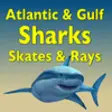 Icon of program: Sharks & Rays of the Atla…